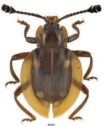 Attēlu rezultāti vaicājumam “Endomychidae”