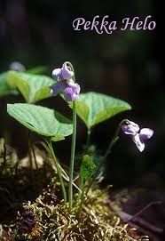 Attēlu rezultāti vaicājumam “Viola epipsila”