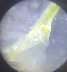 Attēlu rezultāti vaicājumam “Polytrichastrum pallidisetum macro”