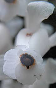 Image result for ギンリョウソウ