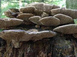 Attēlu rezultāti vaicājumam “Daedalea quercina”