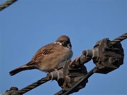 Image result for Passer montanus