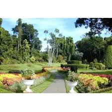 Image result for шри ланка королевский ботанический сад