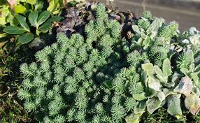 Image result for Mauerpfeffer