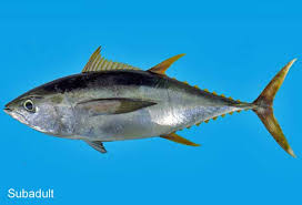 Image result for Thunnus albacares
