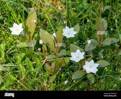 Attēlu rezultāti vaicājumam “Trientalis europaea leaf”
