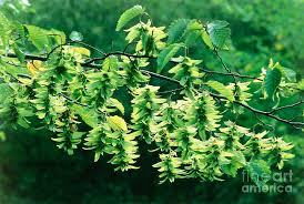 Attēlu rezultāti vaicājumam “Carpinus betulus fruit”