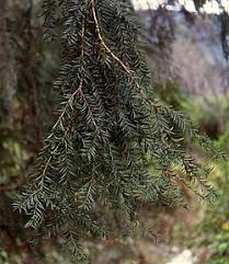 Attēlu rezultāti vaicājumam “Taxus”