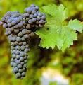 Kobrand Wine &amp; Spirits | Education | Grape Glossary | Cabernet ...