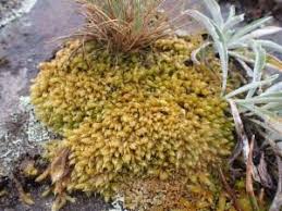 Attēlu rezultāti vaicājumam “Hypnum cupressiforme var. lacunosum”