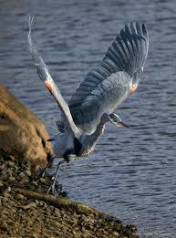 Image result for heron