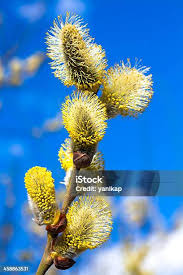 Attēlu rezultāti vaicājumam “Salix aurita flower”