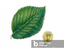 Attēlu rezultāti vaicājumam “Ulmus glabra fruit”