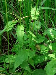 Attēlu rezultāti vaicājumam “Crepis paludosa leaf”