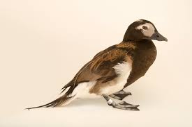 Attēlu rezultāti vaicājumam “Clangula hyemalis”