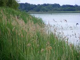 Attēlu rezultāti vaicājumam “Phragmites communis”