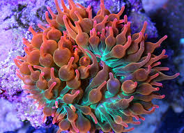 Image result for sea Anemone