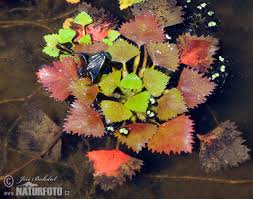 Attēlu rezultāti vaicājumam “Trapa natans”