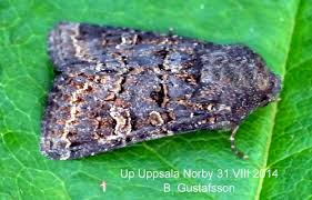 Attēlu rezultāti vaicājumam “Tholera cespitis”