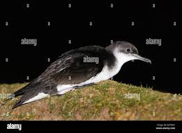 Image result for Puffinus puffinus