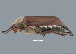 Attēlu rezultāti vaicājumam “Melolontha melolontha”