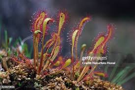 Attēlu rezultāti vaicājumam “Droseraceae”