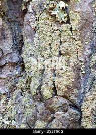 Attēlu rezultāti vaicājumam “Hypocenomyce scalaris”