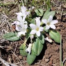 Attēlu rezultāti vaicājumam “Orchis militaris leaf”