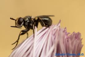 Attēlu rezultāti vaicājumam “Conopidae”