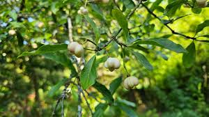 Attēlu rezultāti vaicājumam “Trollius europaeus fruit”