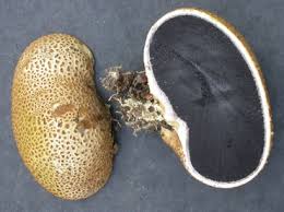 Attēlu rezultāti vaicājumam “Scleroderma citrinum”