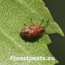 Attēlu rezultāti vaicājumam “Kleidocerys resedae”