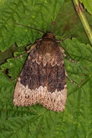 Attēlu rezultāti vaicājumam “Amphipyra perflua”