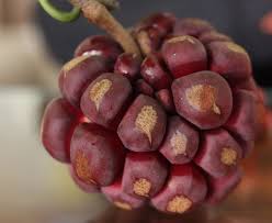 Attēlu rezultāti vaicājumam “Carex diandra fruit”