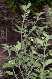 Attēlu rezultāti vaicājumam “Solanum nigrum leaf”