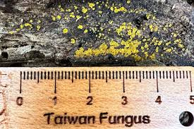 Attēlu rezultāti vaicājumam “Orbilia sp.”