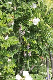 Attēlu rezultāti vaicājumam “Linaria loeselii flower”