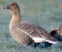 Attēlu rezultāti vaicājumam “Anser anser juvenile”