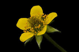 Attēlu rezultāti vaicājumam “Geum urbanum flower”