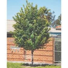 Attēlu rezultāti vaicājumam “Acer campestre”