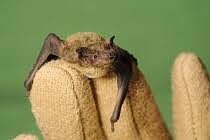 Attēlu rezultāti vaicājumam “Pipistrellus nathusii”