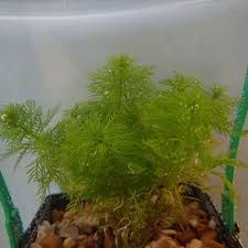 Attēlu rezultāti vaicājumam “Hottonia palustris”