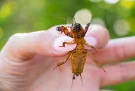 Attēlu rezultāti vaicājumam “Gryllotalpa gryllotalpa”