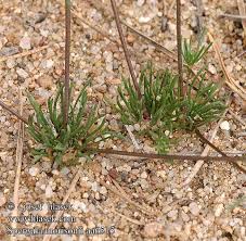 Attēlu rezultāti vaicājumam “Spergula morisonii”
