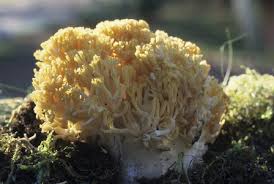 Attēlu rezultāti vaicājumam “Fuligo septica var. candida”