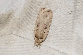 Attēlu rezultāti vaicājumam “Agonopterix ocellana”
