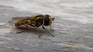 Attēlu rezultāti vaicājumam “Eupeodes corollae”