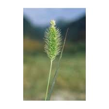 Attēlu rezultāti vaicājumam “Setaria glauca”