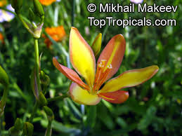 Image result for Pardancanda norrisii