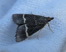 Attēlu rezultāti vaicājumam “Pyrausta cingulata”